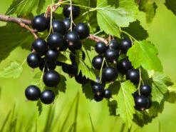 Schwarze Johannisbeere 'Andega'