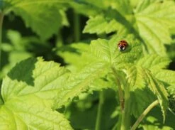 Schwarze Johannisbeere 'Titania' -Günstiges Erd Seele Geschäft schwarze johannisbeere titania m002482 w 0