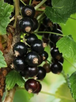 Schwarze Johannisbeere 'Titania' -Günstiges Erd Seele Geschäft schwarze johannisbeere titania m002482 w 1