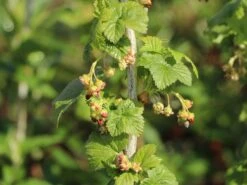 Schwarze Johannisbeere 'Titania' -Günstiges Erd Seele Geschäft schwarze johannisbeere titania m002482 w 2