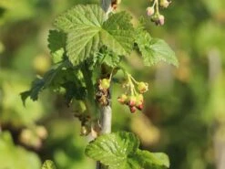 Schwarze Johannisbeere 'Titania' -Günstiges Erd Seele Geschäft schwarze johannisbeere titania m002482 w 3