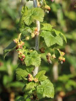 Schwarze Johannisbeere 'Titania' -Günstiges Erd Seele Geschäft schwarze johannisbeere titania m002482 w 4