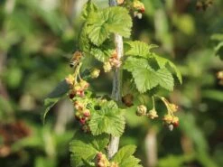 Schwarze Johannisbeere 'Titania' -Günstiges Erd Seele Geschäft schwarze johannisbeere titania m002482 w 5