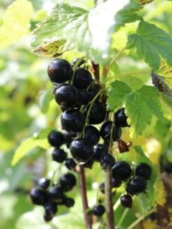 Schwarze Johannisbeere 'Titania' -Günstiges Erd Seele Geschäft schwarze johannisbeere titania s m002482 w 0