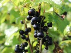 Schwarze Johannisbeere 'Titania' -Günstiges Erd Seele Geschäft schwarze johannisbeere titania s m002482 w 1