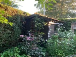 Schwarzer Holunder 'Black Beauty' -Günstiges Erd Seele Geschäft schwarzer holunder black beauty m012270 193676 0