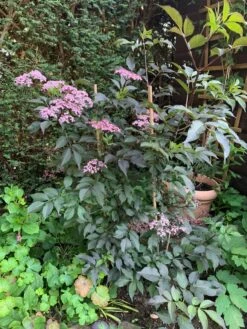 Schwarzer Holunder 'Black Beauty' -Günstiges Erd Seele Geschäft schwarzer holunder black beauty m012270 193676 1