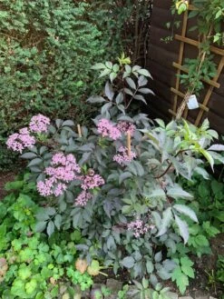 Schwarzer Holunder 'Black Beauty' -Günstiges Erd Seele Geschäft schwarzer holunder black beauty m012270 193676 2