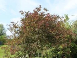 Schwarzer Holunder 'Black Beauty' -Günstiges Erd Seele Geschäft schwarzer holunder black beauty m012270 w 0