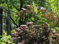 Schwarzer Holunder 'Black Beauty' -Günstiges Erd Seele Geschäft schwarzer holunder black beauty m012270 w 1