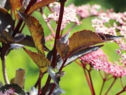 Schwarzer Holunder 'Black Beauty' -Günstiges Erd Seele Geschäft schwarzer holunder black beauty m012270 w 2 1