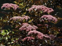 Schwarzer Holunder 'Black Beauty' -Günstiges Erd Seele Geschäft schwarzer holunder black beauty m012270 w 2