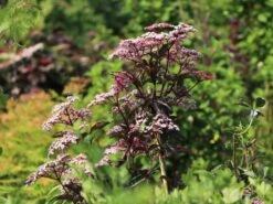 Schwarzer Holunder 'Black Beauty' -Günstiges Erd Seele Geschäft schwarzer holunder black beauty m012270 w 3 1