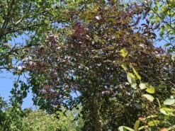 Schwarzer Holunder 'Black Beauty' -Günstiges Erd Seele Geschäft schwarzer holunder black beauty m012270 w 4