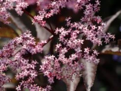 Schwarzer Holunder 'Black Beauty' -Günstiges Erd Seele Geschäft schwarzer holunder black beauty m012270 w 6