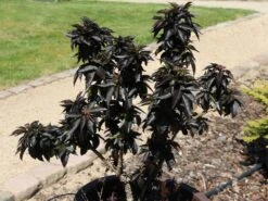 Schwarzer Holunder 'Black Beauty' -Günstiges Erd Seele Geschäft schwarzer holunder black beauty m012270 w 7