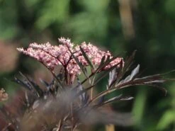 Schwarzer Holunder 'Black Lace' ® -Günstiges Erd Seele Geschäft schwarzer holunder black lace m012272 w 0