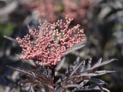 Schwarzer Holunder 'Black Lace' ® -Günstiges Erd Seele Geschäft schwarzer holunder black lace m012272 w 1