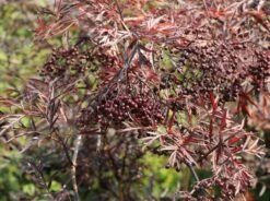 Schwarzer Holunder 'Black Lace' ® -Günstiges Erd Seele Geschäft schwarzer holunder black lace m012272 w 10