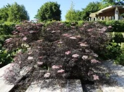 Schwarzer Holunder 'Black Lace' ® -Günstiges Erd Seele Geschäft schwarzer holunder black lace m012272 w 11