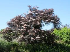 Schwarzer Holunder 'Black Lace' ® -Günstiges Erd Seele Geschäft schwarzer holunder black lace m012272 w 12