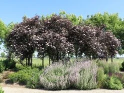 Schwarzer Holunder 'Black Lace' ® -Günstiges Erd Seele Geschäft schwarzer holunder black lace m012272 w 13