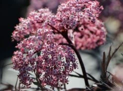 Schwarzer Holunder 'Black Lace' ® -Günstiges Erd Seele Geschäft schwarzer holunder black lace m012272 w 5