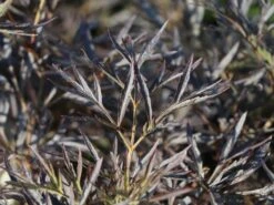 Schwarzer Holunder 'Black Lace' ® -Günstiges Erd Seele Geschäft schwarzer holunder black lace m012272 w 6