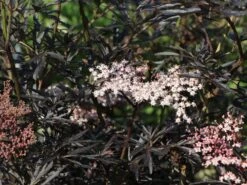 Schwarzer Holunder 'Black Lace' ® -Günstiges Erd Seele Geschäft schwarzer holunder black lace m012272 w 7