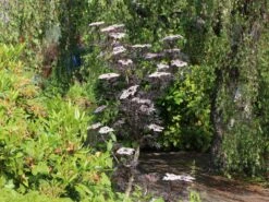 Schwarzer Holunder 'Black Lace' ® -Günstiges Erd Seele Geschäft schwarzer holunder black lace m012272 w 8