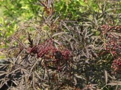 Schwarzer Holunder 'Black Lace' ® -Günstiges Erd Seele Geschäft schwarzer holunder black lace m012272 w 9