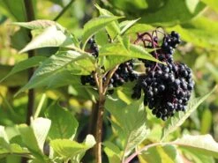 Schwarzer Holunder 'Riese Aus Vossloch' -Günstiges Erd Seele Geschäft schwarzer holunder riese aus vossloch m008244 w 0