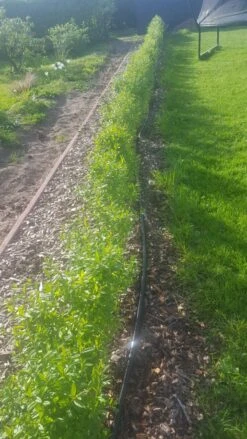 Schwarzgrüner Liguster 'Atrovirens' -Günstiges Erd Seele Geschäft schwarzgruener liguster atrovirens m005190 193676 0