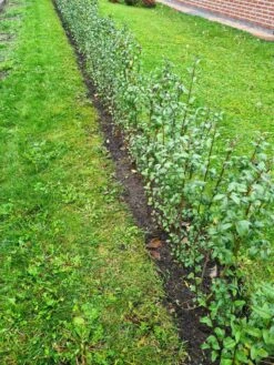 Schwarzgrüner Liguster 'Atrovirens' -Günstiges Erd Seele Geschäft schwarzgruener liguster atrovirens m005190 949197 0