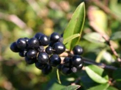 Schwarzgrüner Liguster 'Atrovirens' -Günstiges Erd Seele Geschäft schwarzgruener liguster atrovirens m005190 w 1