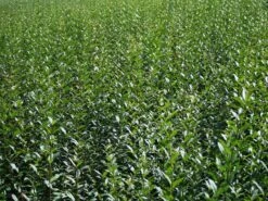 Schwarzgrüner Liguster 'Atrovirens' -Günstiges Erd Seele Geschäft schwarzgruener liguster atrovirens m005190 w 2