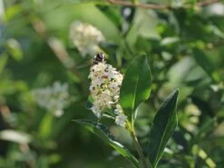 Schwarzgrüner Liguster 'Atrovirens' -Günstiges Erd Seele Geschäft schwarzgruener liguster atrovirens m005190 w 7
