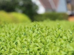 Schwarzgrüner Liguster 'Atrovirens' -Günstiges Erd Seele Geschäft schwarzgruener liguster atrovirens m005190 w 8