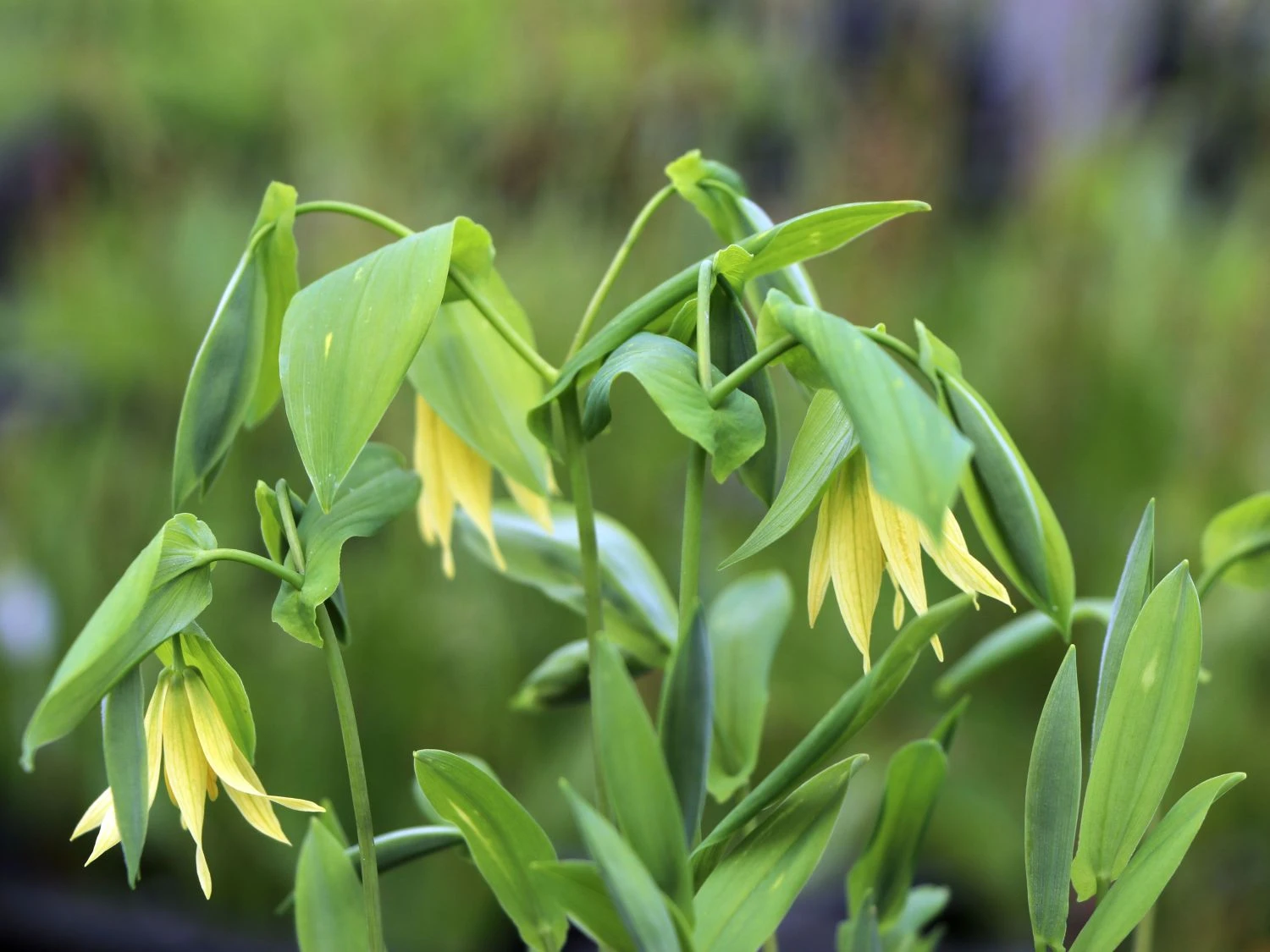 Schwefel-Trauerglocke / Schwefelgelbe Goldglocke 8 Schwefel-Trauerglocke / Schwefelgelbe Goldglocke – Bild 6