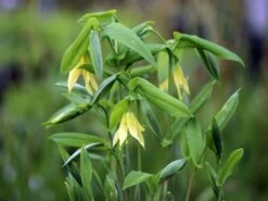 Schwefel-Trauerglocke / Schwefelgelbe Goldglocke 18 Schwefel-Trauerglocke / Schwefelgelbe Goldglocke -Günstiges Erd Seele Geschäft schwefel trauerglocke schwefelgelbe goldglocke m081977 w 1