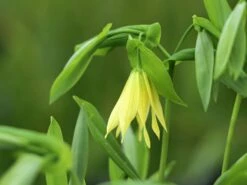 Schwefel-Trauerglocke / Schwefelgelbe Goldglocke 17 Schwefel-Trauerglocke / Schwefelgelbe Goldglocke -Günstiges Erd Seele Geschäft schwefel trauerglocke schwefelgelbe goldglocke m081977 w 2