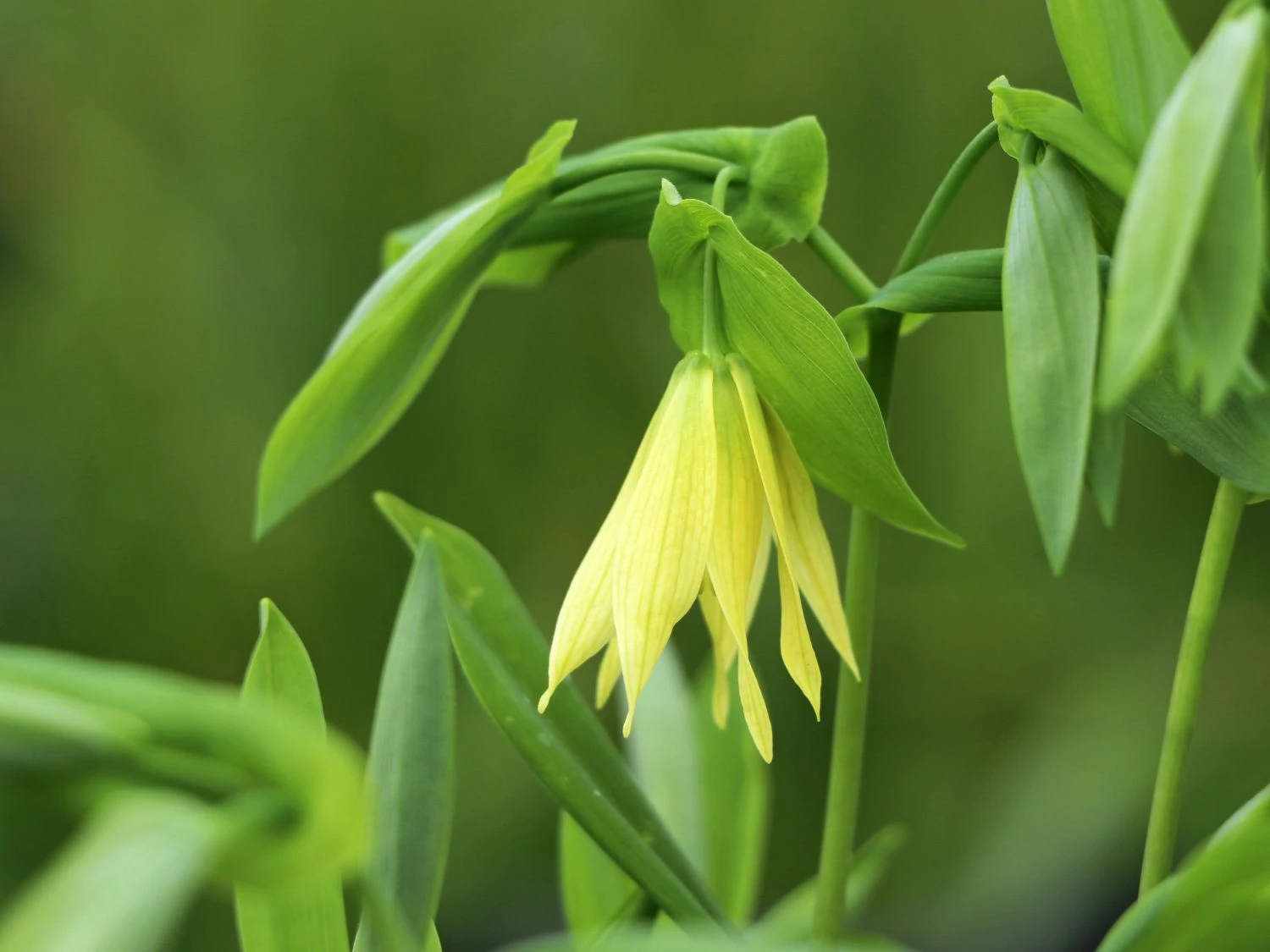 Schwefel-Trauerglocke / Schwefelgelbe Goldglocke 9 Schwefel-Trauerglocke / Schwefelgelbe Goldglocke – Bild 7
