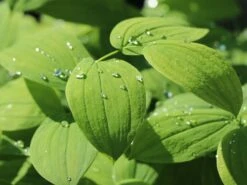 Schwefel-Trauerglocke / Schwefelgelbe Goldglocke 13 Schwefel-Trauerglocke / Schwefelgelbe Goldglocke -Günstiges Erd Seele Geschäft schwefel trauerglocke schwefelgelbe goldglocke m081977 w 3