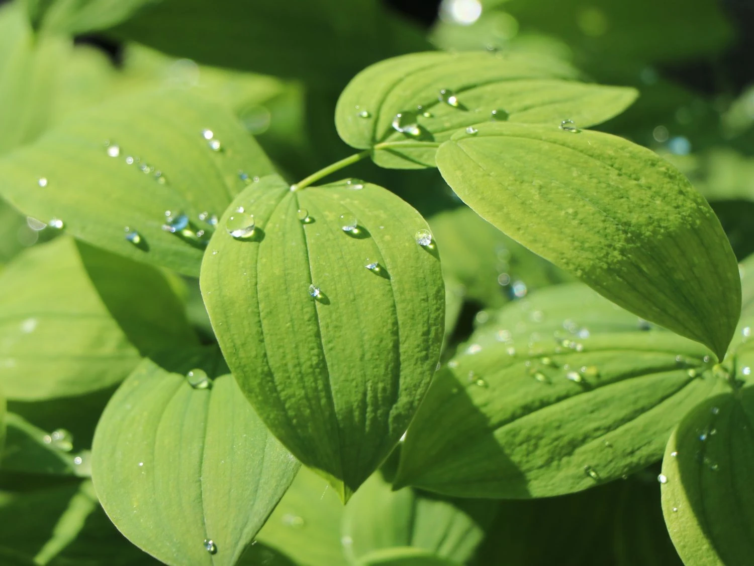 Schwefel-Trauerglocke / Schwefelgelbe Goldglocke 5 Schwefel-Trauerglocke / Schwefelgelbe Goldglocke – Bild 3