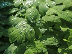 Schwefel-Trauerglocke / Schwefelgelbe Goldglocke 19 Schwefel-Trauerglocke / Schwefelgelbe Goldglocke -Günstiges Erd Seele Geschäft schwefel trauerglocke schwefelgelbe goldglocke m081977 w 4