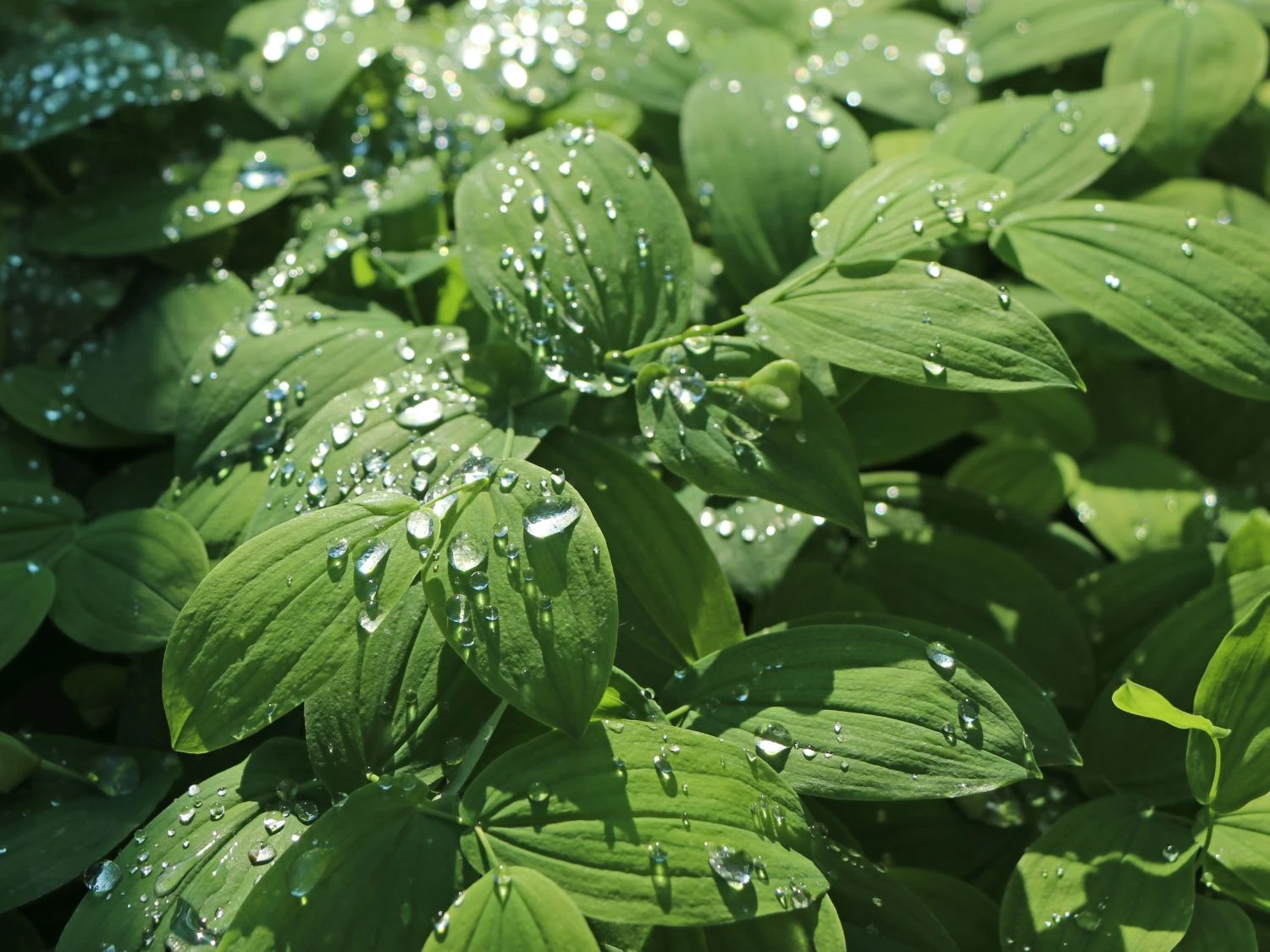 Schwefel-Trauerglocke / Schwefelgelbe Goldglocke 11 Schwefel-Trauerglocke / Schwefelgelbe Goldglocke – Bild 9