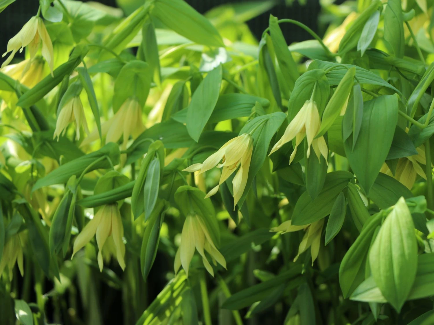 Schwefel-Trauerglocke / Schwefelgelbe Goldglocke 4 Schwefel-Trauerglocke / Schwefelgelbe Goldglocke – Bild 2
