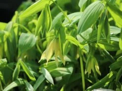 Schwefel-Trauerglocke / Schwefelgelbe Goldglocke 14 Schwefel-Trauerglocke / Schwefelgelbe Goldglocke -Günstiges Erd Seele Geschäft schwefel trauerglocke schwefelgelbe goldglocke m081977 w 6