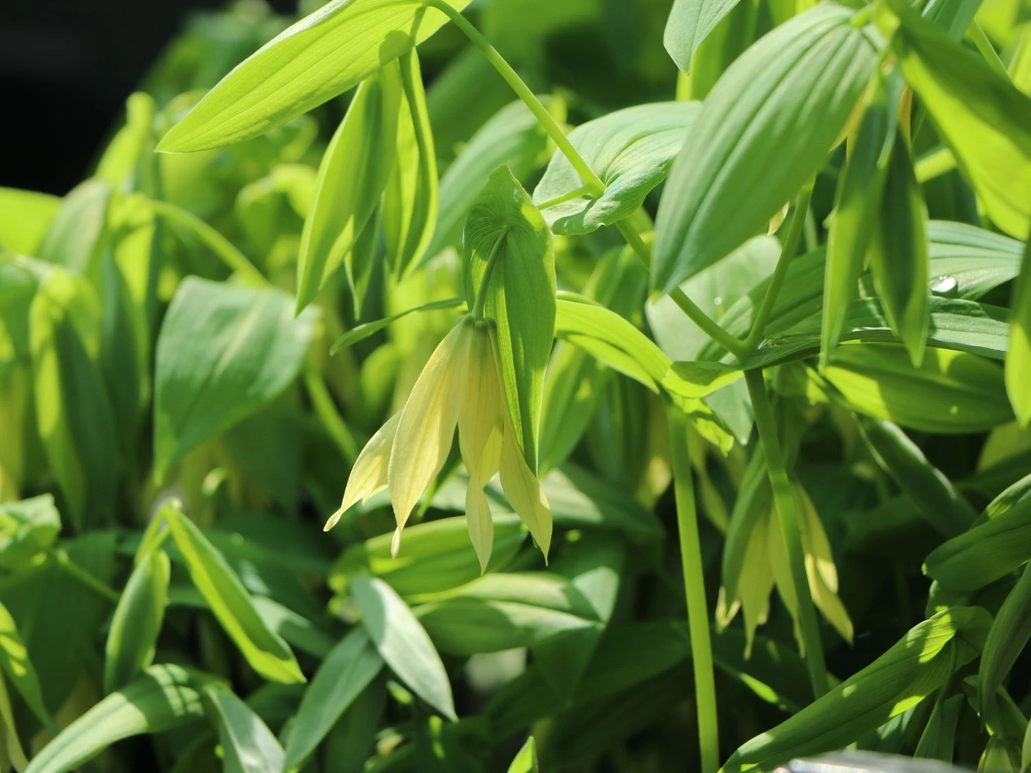 Schwefel-Trauerglocke / Schwefelgelbe Goldglocke 6 Schwefel-Trauerglocke / Schwefelgelbe Goldglocke – Bild 4