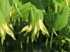 Schwefel-Trauerglocke / Schwefelgelbe Goldglocke 15 Schwefel-Trauerglocke / Schwefelgelbe Goldglocke -Günstiges Erd Seele Geschäft schwefel trauerglocke schwefelgelbe goldglocke m081977 w 7